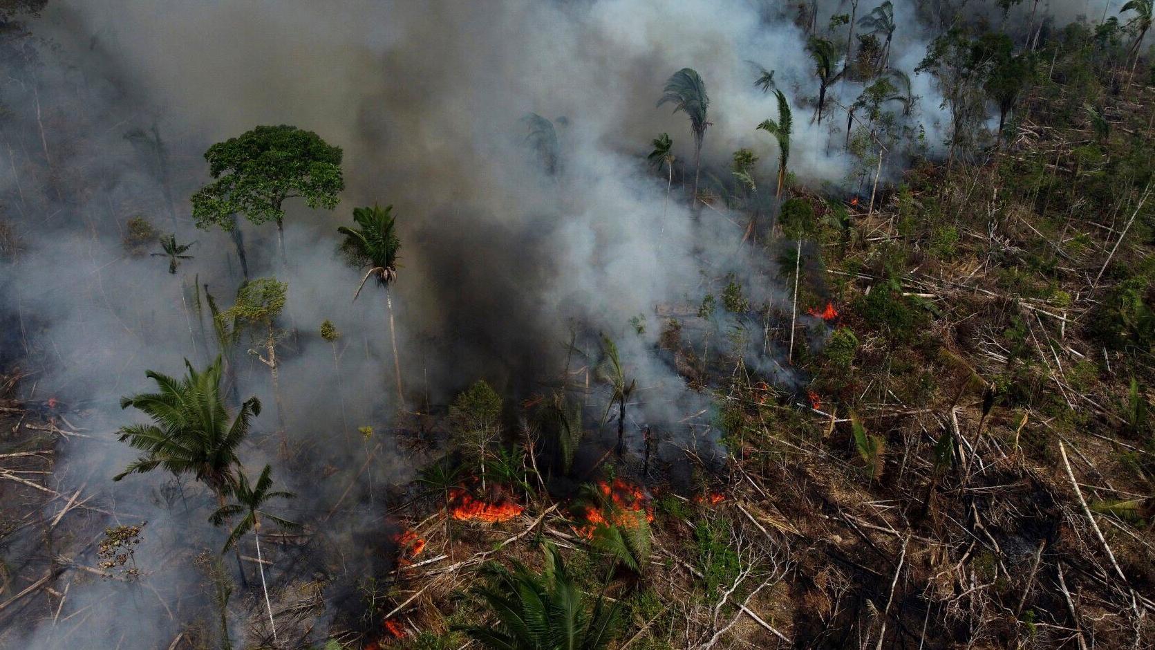 Governments are gathering to talk about the Amazon rainforest. Why is it so important to protect?